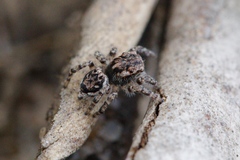 Maratus plumosus