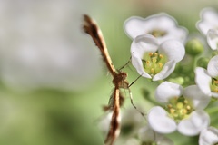 Oxyptilini