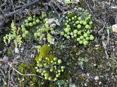 Asterella palmeri