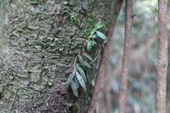 Gastrochilus formosanus