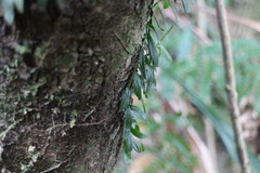 Gastrochilus formosanus