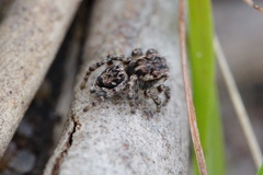 Maratus plumosus