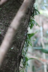 Gastrochilus formosanus