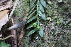 Gastrochilus formosanus