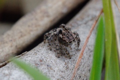 Maratus plumosus