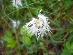 Dianthus arenarius
