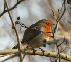 Erithacus rubecula