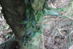 Gastrochilus formosanus