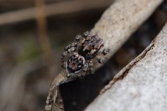 Maratus plumosus