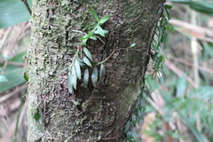 Gastrochilus formosanus