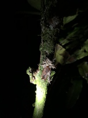 Akanthomyces