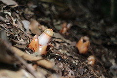 Mitrastemon yamamotoi