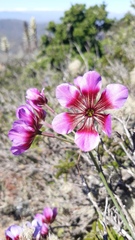 Leucocoryne purpurea