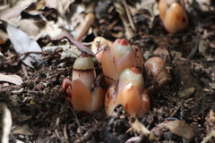 Mitrastemon yamamotoi