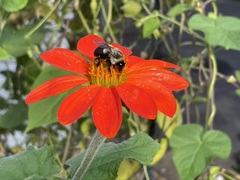 Bombus impatiens