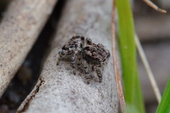 Maratus plumosus