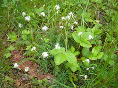Dianthus arenarius