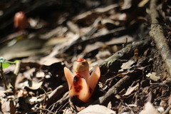 Mitrastemon yamamotoi