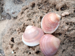 Glycymeris nummaria