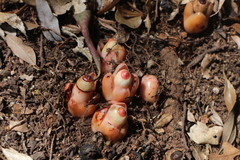 Mitrastemon yamamotoi