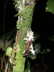 Akanthomyces