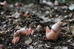 Mitrastemon yamamotoi