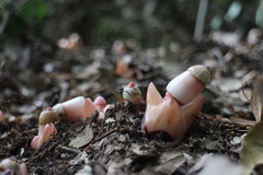 Mitrastemon yamamotoi