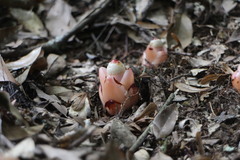 Mitrastemon yamamotoi