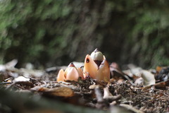 Mitrastemon yamamotoi