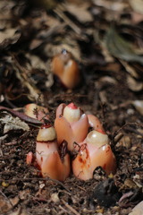 Mitrastemon yamamotoi