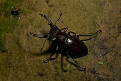 Lucanus swinhoei