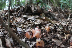 Mitrastemon yamamotoi