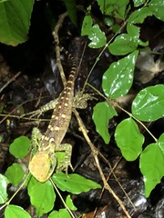 Enyalioides