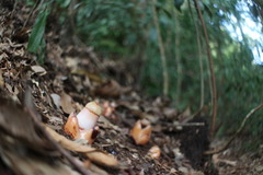 Mitrastemon yamamotoi