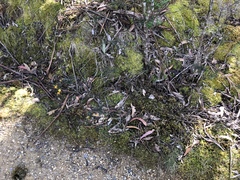 Pultenaea juniperina