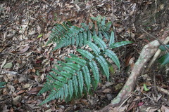Polystichum biaristatum