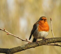 Erithacus rubecula