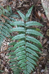 Polystichum biaristatum