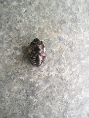 Protaetia aurichalcea