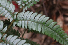 Polystichum biaristatum