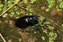Lucanus formosanus