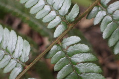 Polystichum biaristatum
