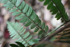 Polystichum biaristatum