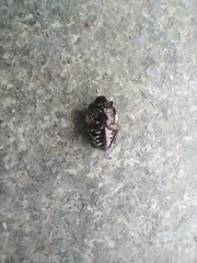 Protaetia aurichalcea