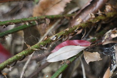 Polystichum biaristatum