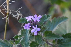 Glandularia gooddingii