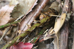 Polystichum biaristatum