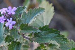 Glandularia gooddingii