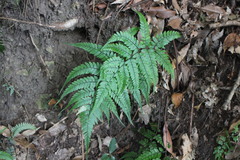 Athyrium erythropodum