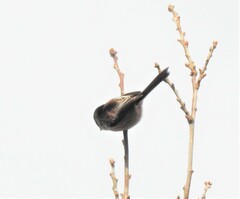 Aegithalos caudatus